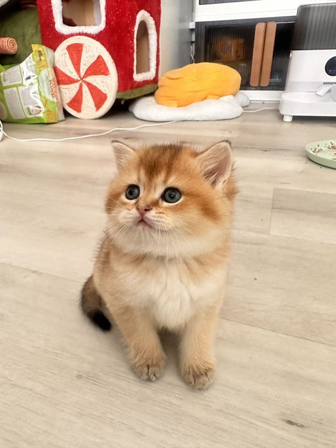 A small golden kitten sitting on a wooden floor, looking up